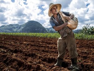 Nông dân Cuba chuẩn bị gieo hạt sau khi đã làm đất